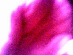DIGITALE CAMERA OBSCURA fingerp3