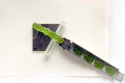 GUMMIBRENBILD UNVERNDERT